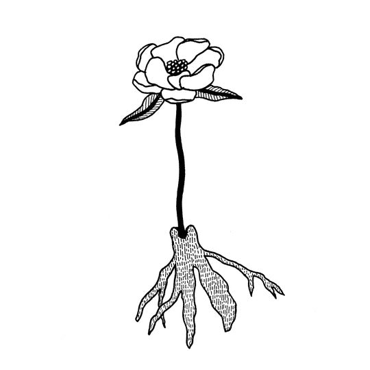 Illustration of The Chinese Peony Root