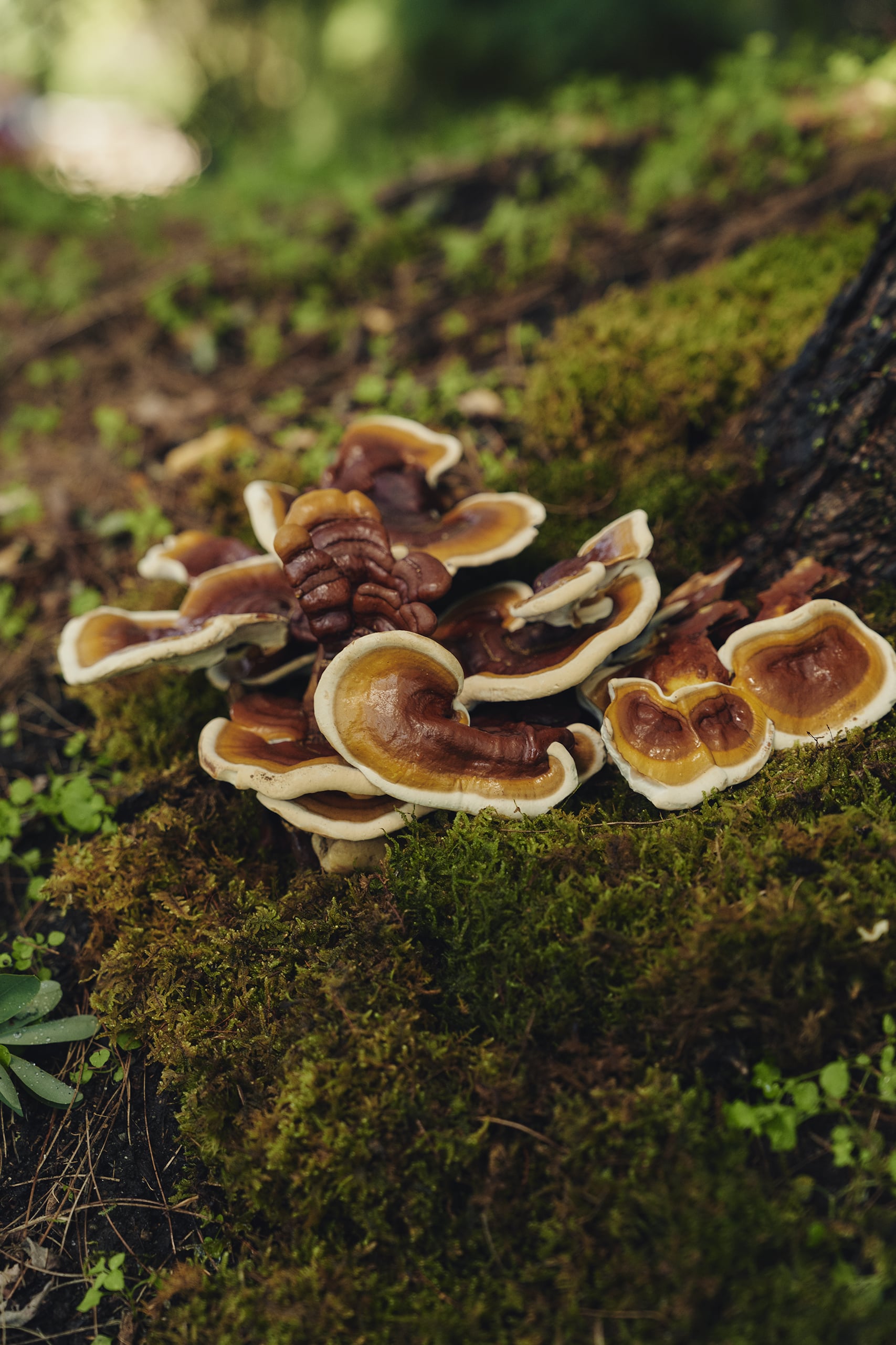 A herb for improving memory, reishi, growing on a log