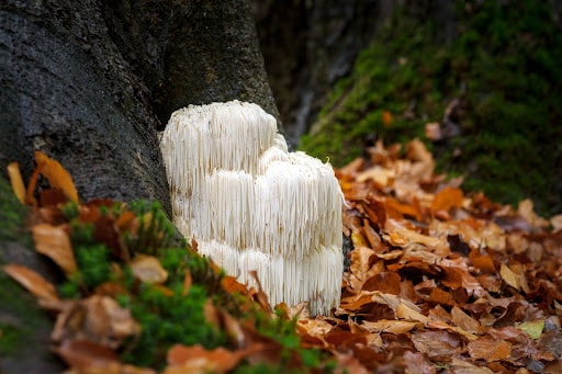Lion’s Mane Mushrooms growing at the foot of a tree