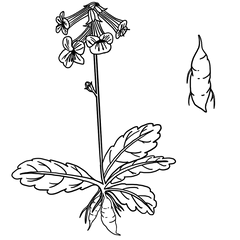 Rehmannia shen di huang illustration
